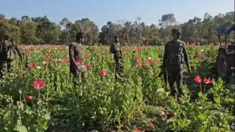 चतरा: अफीम के साम्राज्य पर करारा प्रहार, 2700 एकड़ में अवैध खेती ध्वस्त, तस्करी नेटवर्क पर भी पुलिस का शिकंजा
